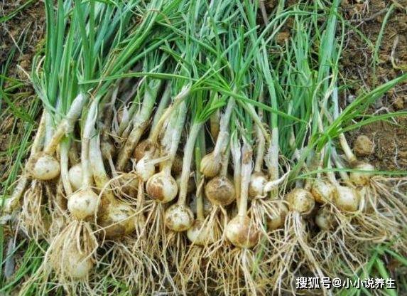 汽车饰品的销售 第423页