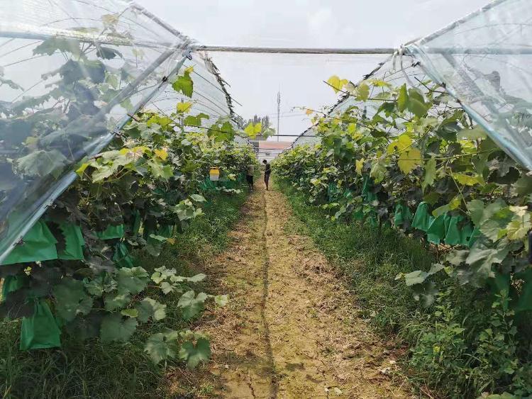 山东农科频道最新节目深度解读与观点阐述专题报道