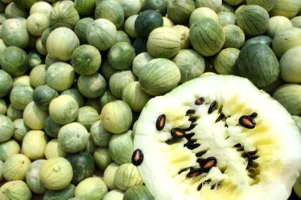 山东农科频道最新节目深度解读与观点阐述专题报道