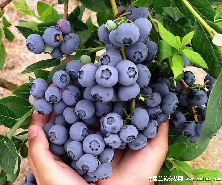 蓝莓新品种探寻之旅，自然美景与内心平静的邂逅