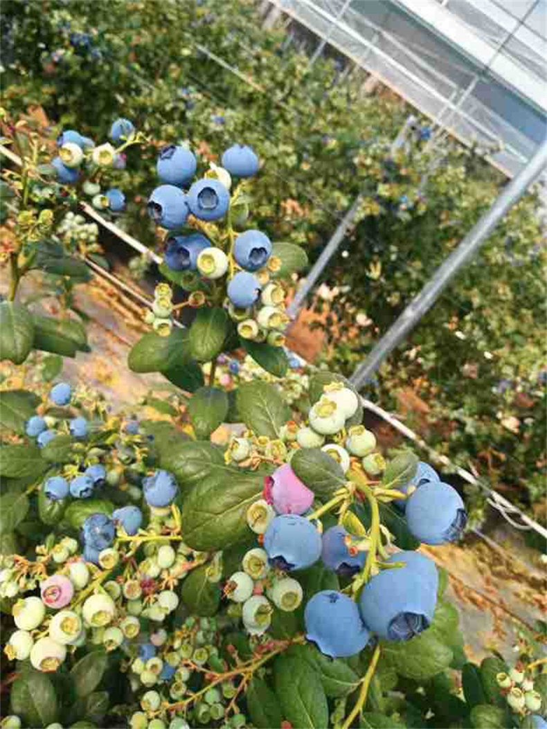 蓝莓新品种探寻之旅,自然美景与内心平静的邂逅