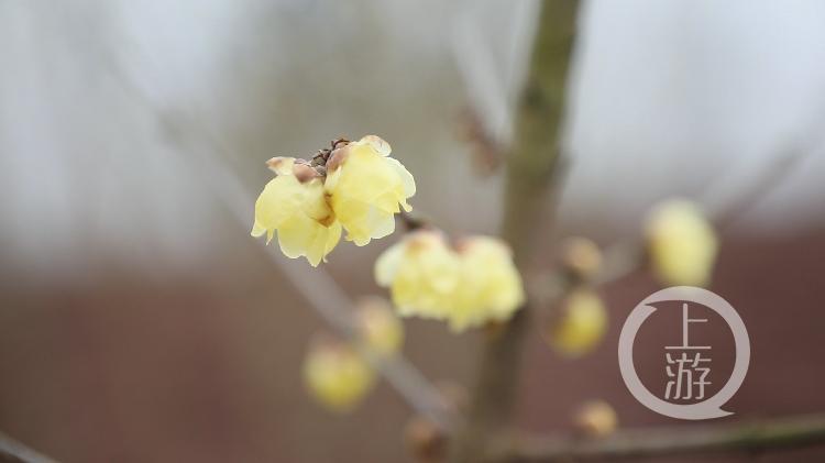 两江新区静观最新动态更新,最新消息汇总