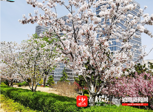 奥正诚园二期最新动态,全面指南与详细步骤解读