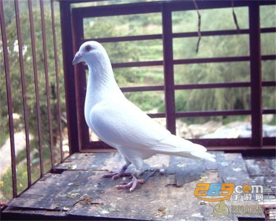 一只奇鸽最新版下载,开启温馨的飞翔之旅