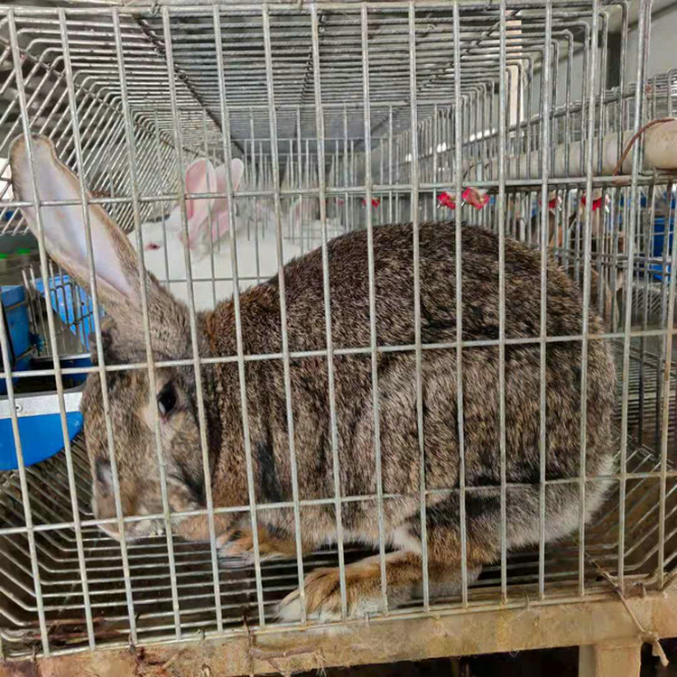 四川肉兔最新收购价揭秘,市场走势、影响因素与行业前景深度解析