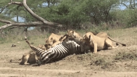 掠食者最新,掠食者最新,探索新时代下的掠食者演变与进化