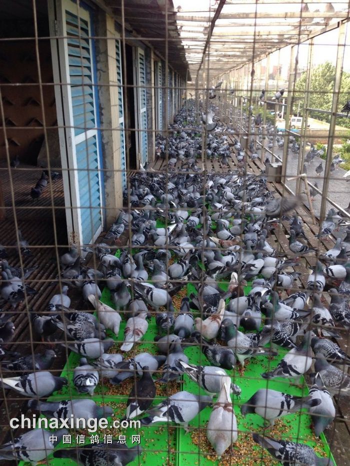 赛鸽林引领前沿科技,探索未来生活新境界