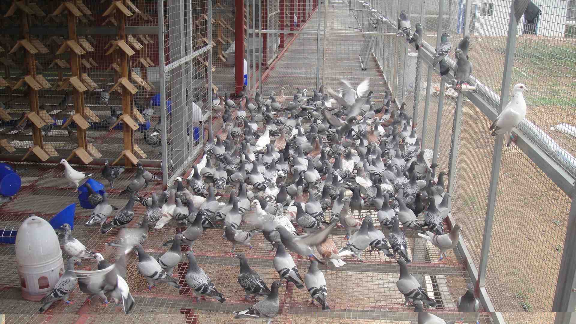 赛鸽林引领前沿科技,探索未来生活新境界