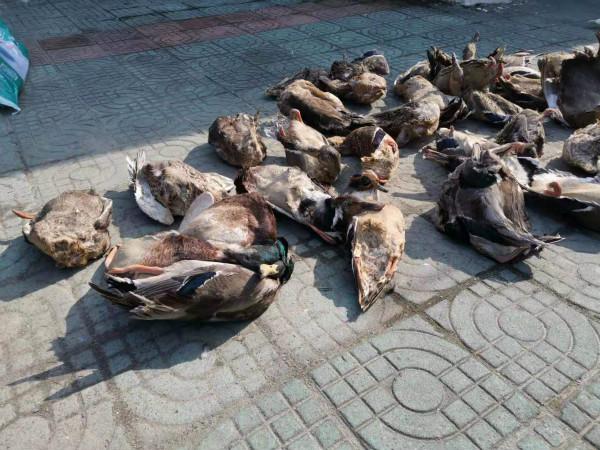 上海疫情地点最新信息及详细步骤指南