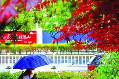 小雨最新动态,自然美景的探索之旅