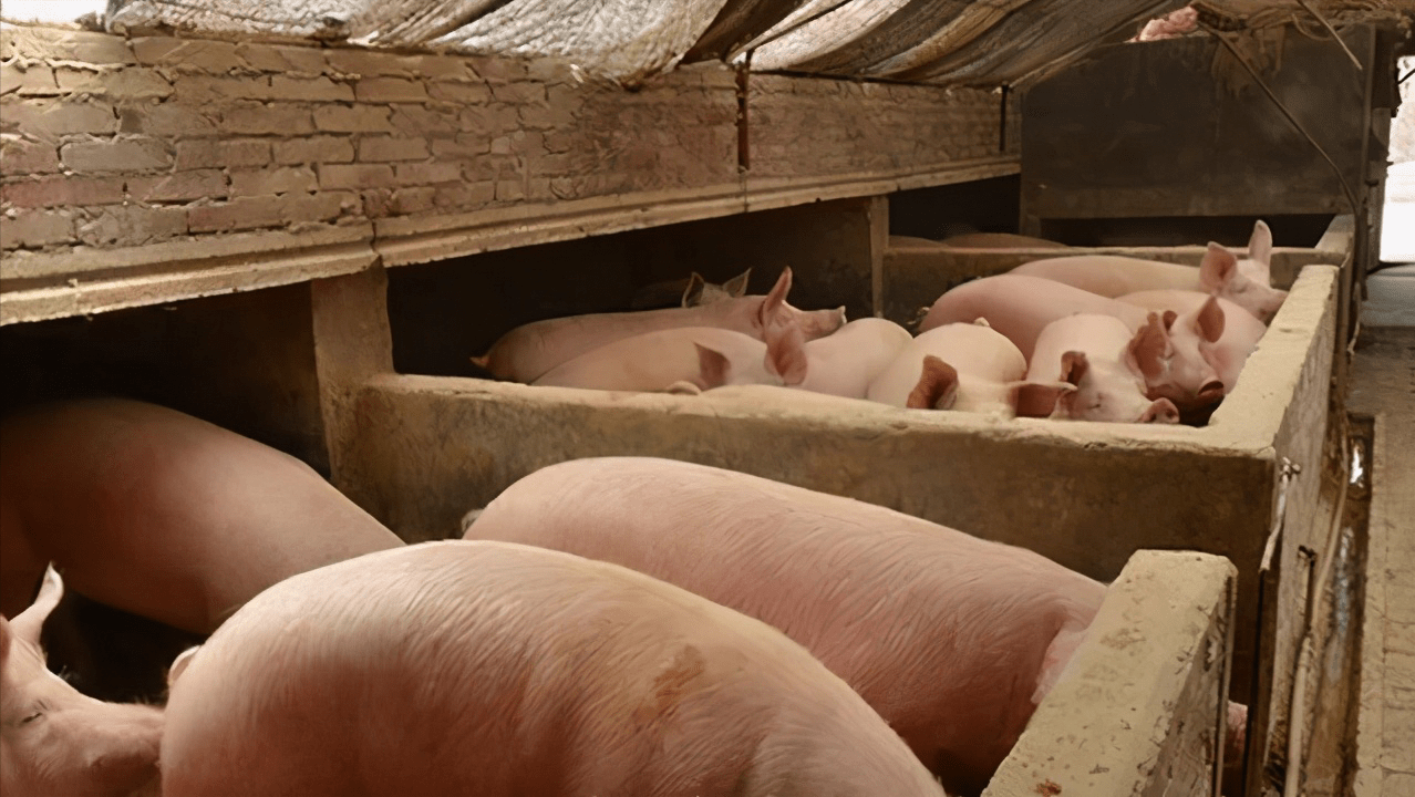 美女与现代化畜牧业的崭新景象,最新生猪宰杀观察