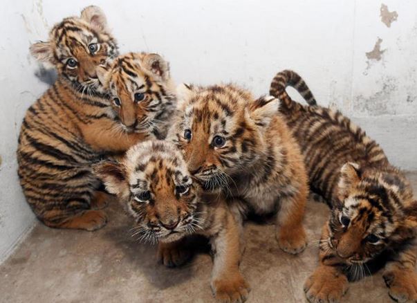 四虎窝最新探秘,小巷里的美食宝藏