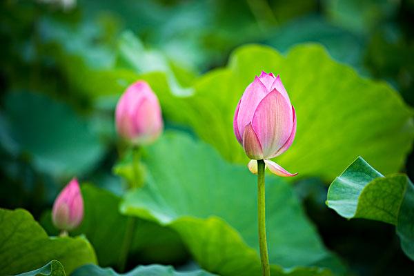 吉祥果最新博客,日常趣事与友情的交织,甜蜜生活的纽带分享