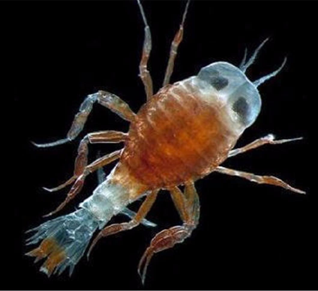 最新沙蚤脚制作指南,从初学者到进阶用户的制作步骤详解