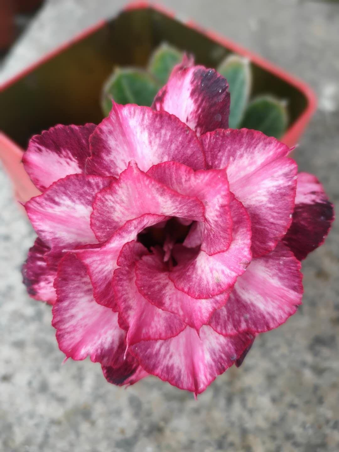 探索最新沙漠图,揭开世界干旱地带的神秘面纱