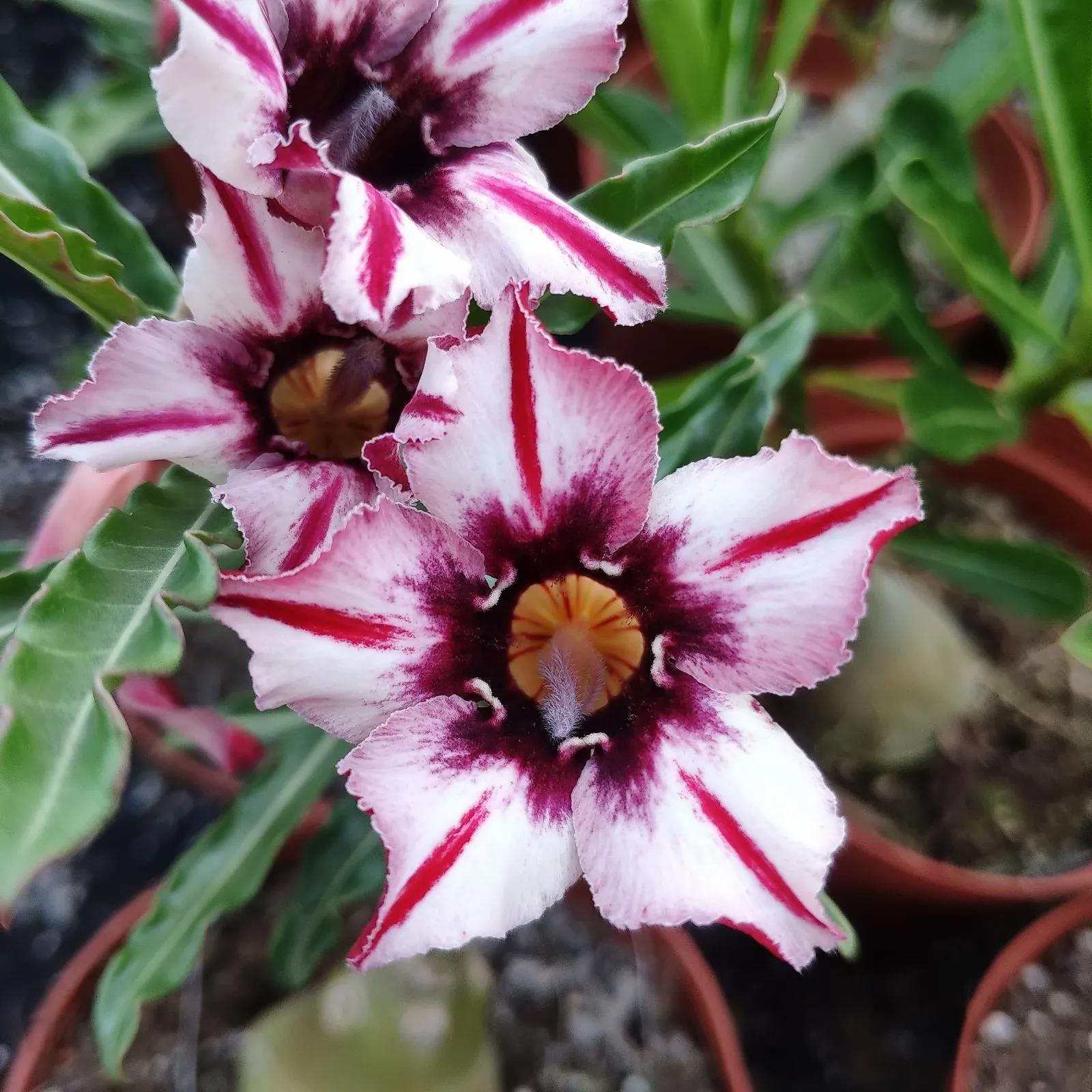 探索最新沙漠图,揭开世界干旱地带的神秘面纱