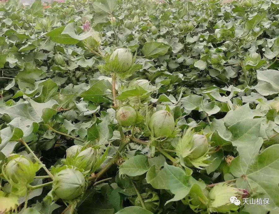 棉花最新技术,织梦人的变革与自信源泉探索