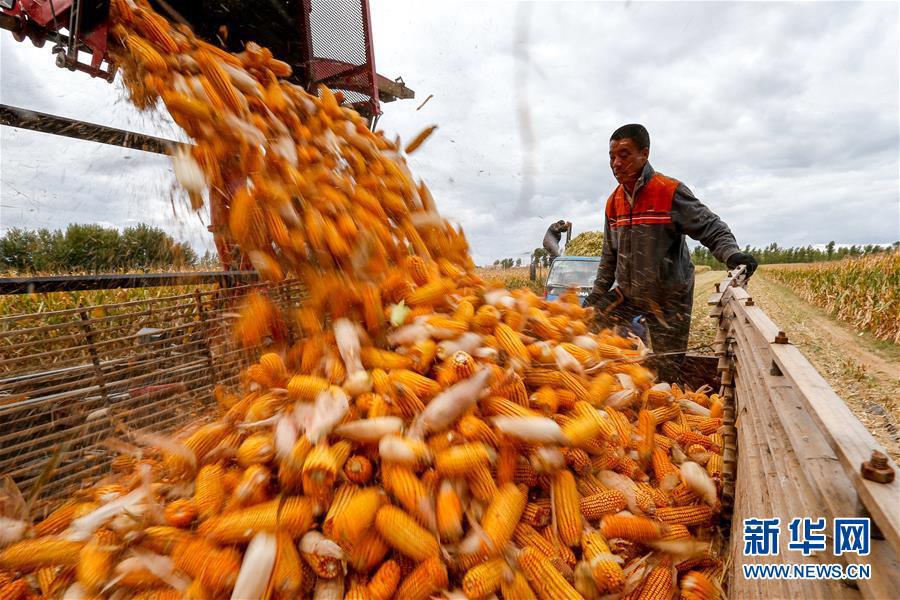 赤峰玉米价格最新行情,变化中的学习展现自信与成就的力量