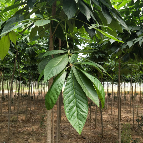 七叶树价格概览，探寻自然美景之旅，寻觅内心平静之道