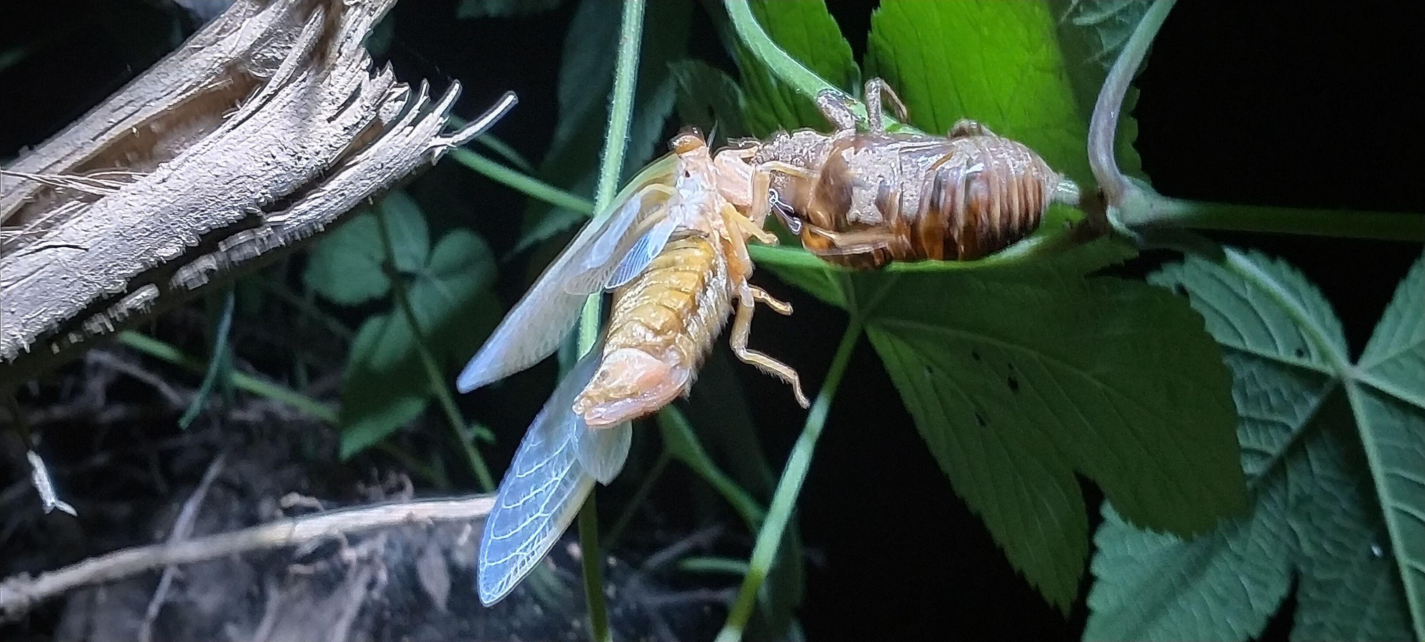 蝉鸣与银幕的交响，电影中的蝉之故事与艺术魅力