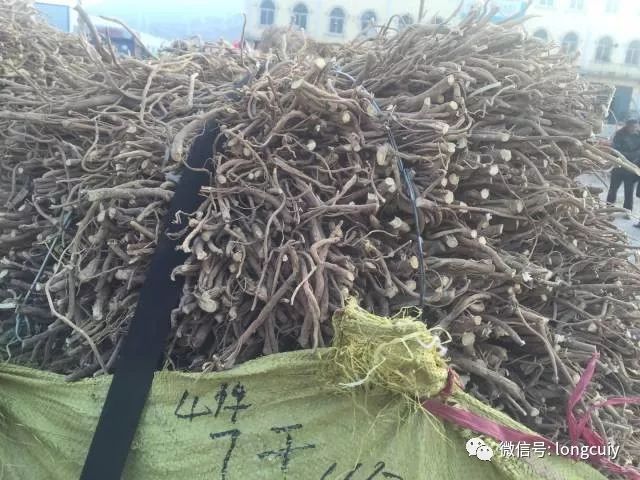 党参价格动态分析与探讨