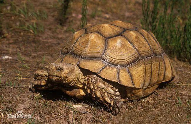 龟鳖目资讯速递,高科技产品介绍专刊