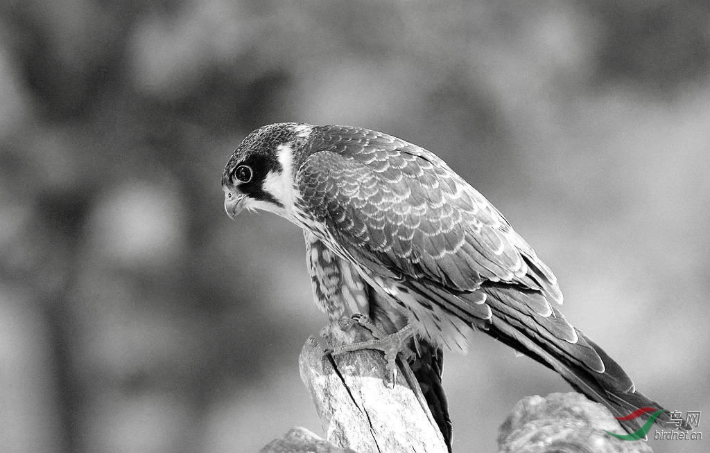 燕隼价格揭秘,自然之旅与内心平静的追寻
