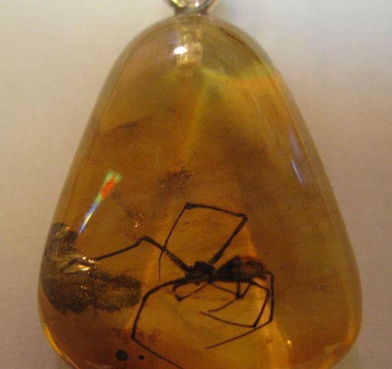 虫珀的价格,虫珀的价格与一段温馨的友情故事