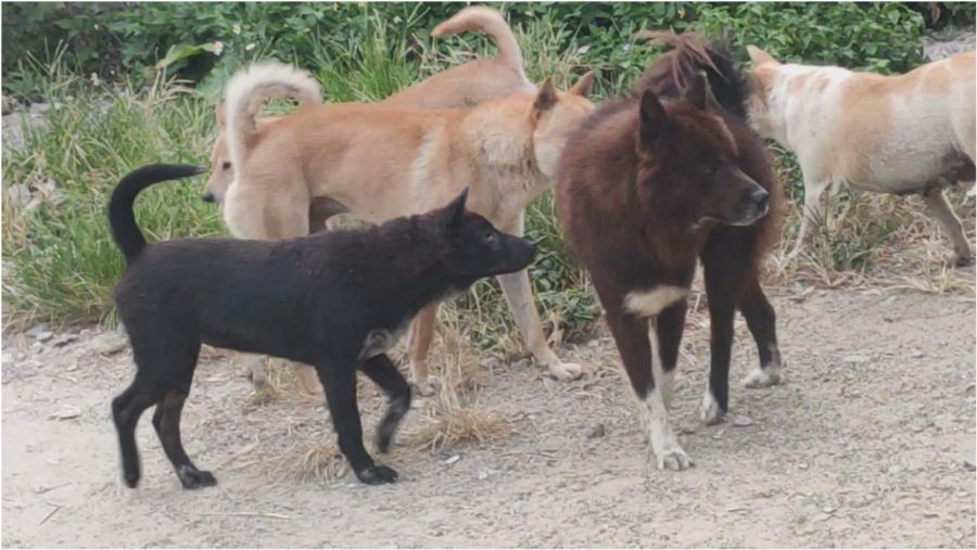 最新土狗斗狗比赛全程指南,步骤详解与精彩瞬间回顾