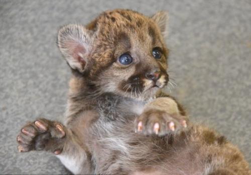 最新豹美图集震撼呈现!