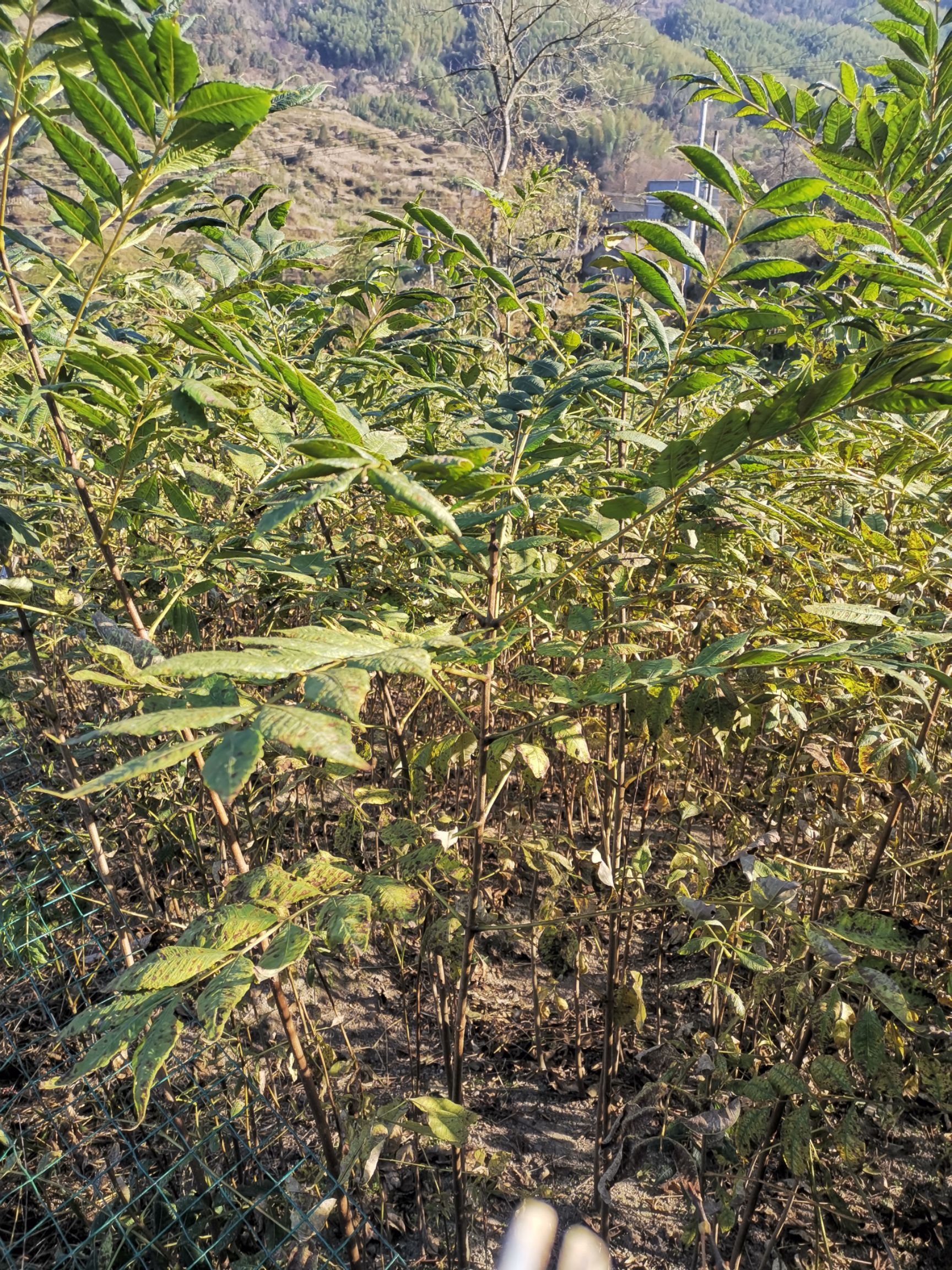 黄柏树苗的成长之旅,价格与励志故事探秘