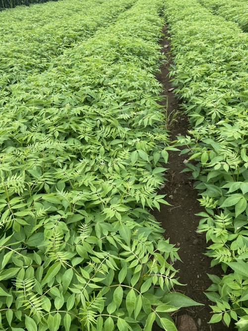 黄柏树苗的成长之旅,价格与励志故事探秘