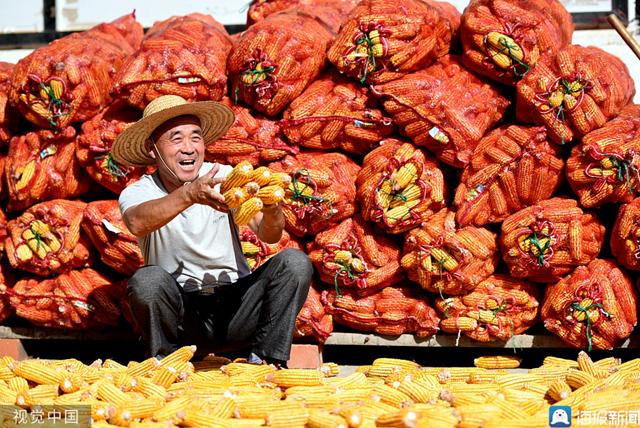临沂玉米行情深度解析与揭秘🌽📈