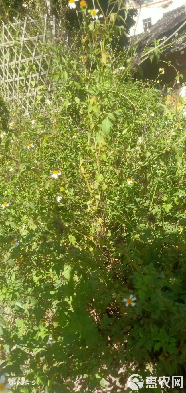 鬼针草科技新品引领健康生活新潮流,最新资讯全解析