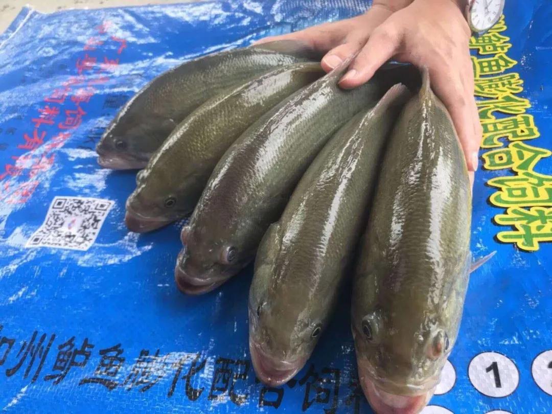 加州鲈鱼塘口价格行情分析与趋势预测