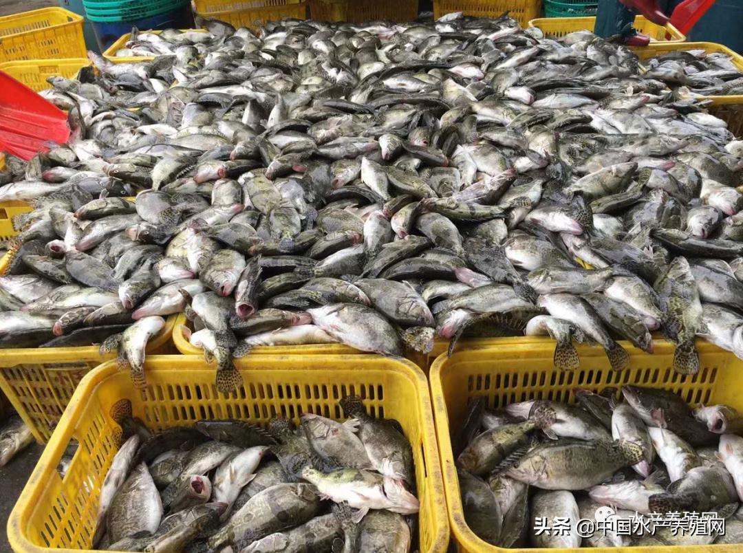 加州鲈鱼塘口价格行情分析与趋势预测