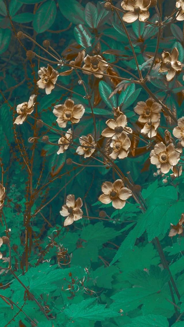 探索自然美景,寻找内心宁静,精选高清壁纸之旅 2017年精选集