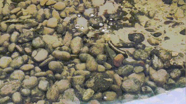 嘉鱼最新动态,跃动灵魂与知识力量的交汇