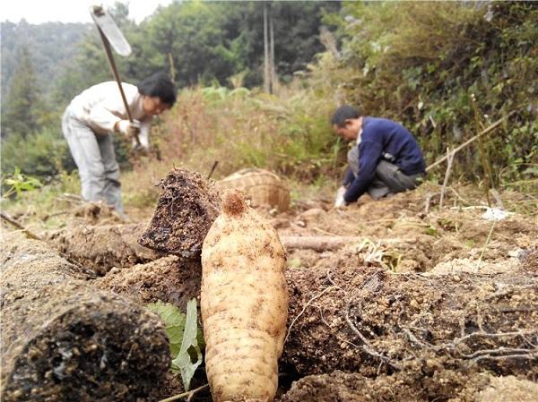 天麻最新市场价格与一场自然美景的探寻之旅