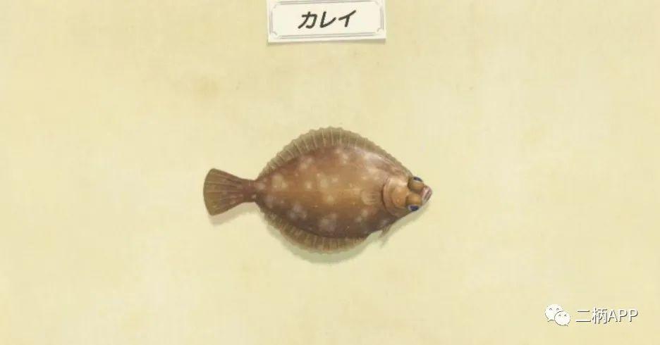 隐藏在巷弄深处的鲽鱼美食探秘,价格及一斤多少钱的揭秘