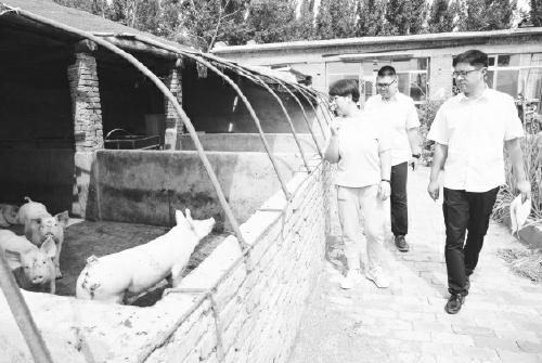 最新猪舍信息概览