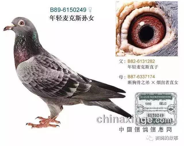 搜鸽网邓文敏,领域闪耀之星的最新视频动态