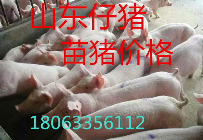 今日猪苗价格行情揭秘,小巷养猪秘闻与独特猪苗店探索