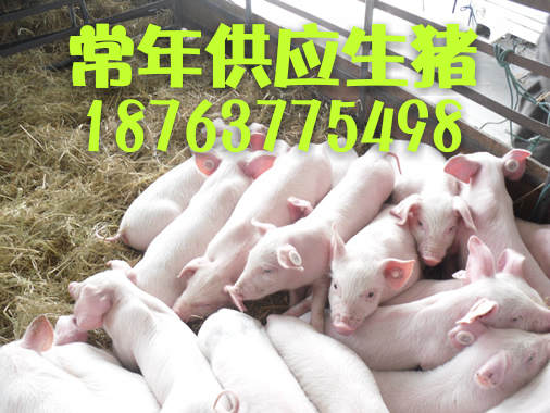 今日猪苗价格行情揭秘,小巷养猪秘闻与独特猪苗店探索