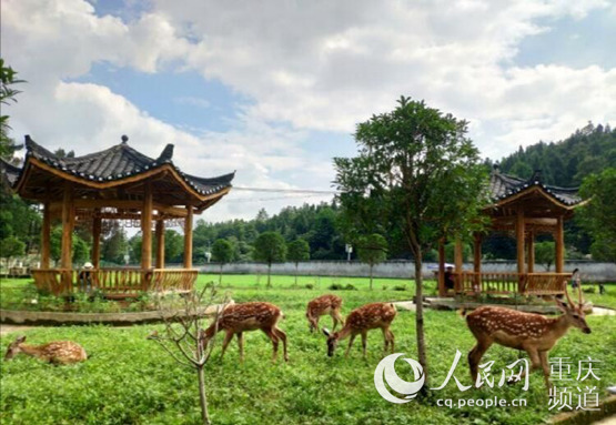 巴南双河口最新动态,自然美景探索之旅启程