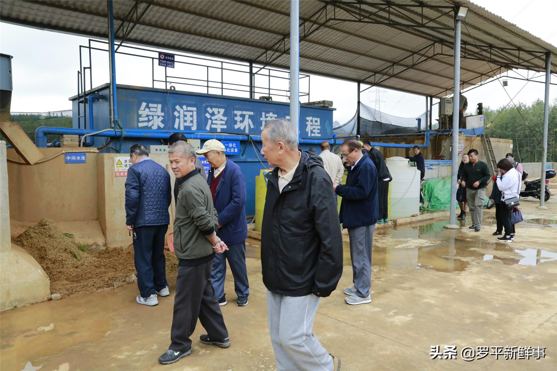 最新姜价背后的温情故事揭秘