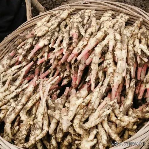 最新姜价背后的温情故事揭秘