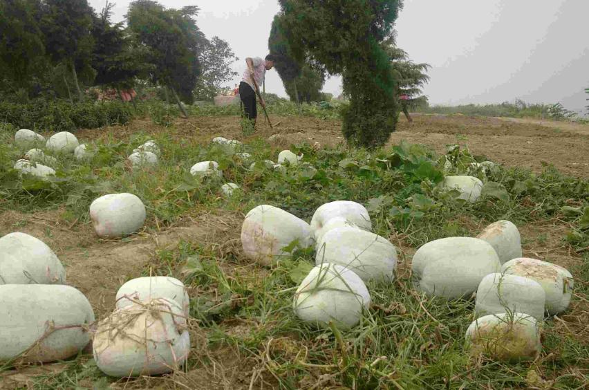 2017年冬瓜行情揭秘,小巷深处的冬瓜市场探讨