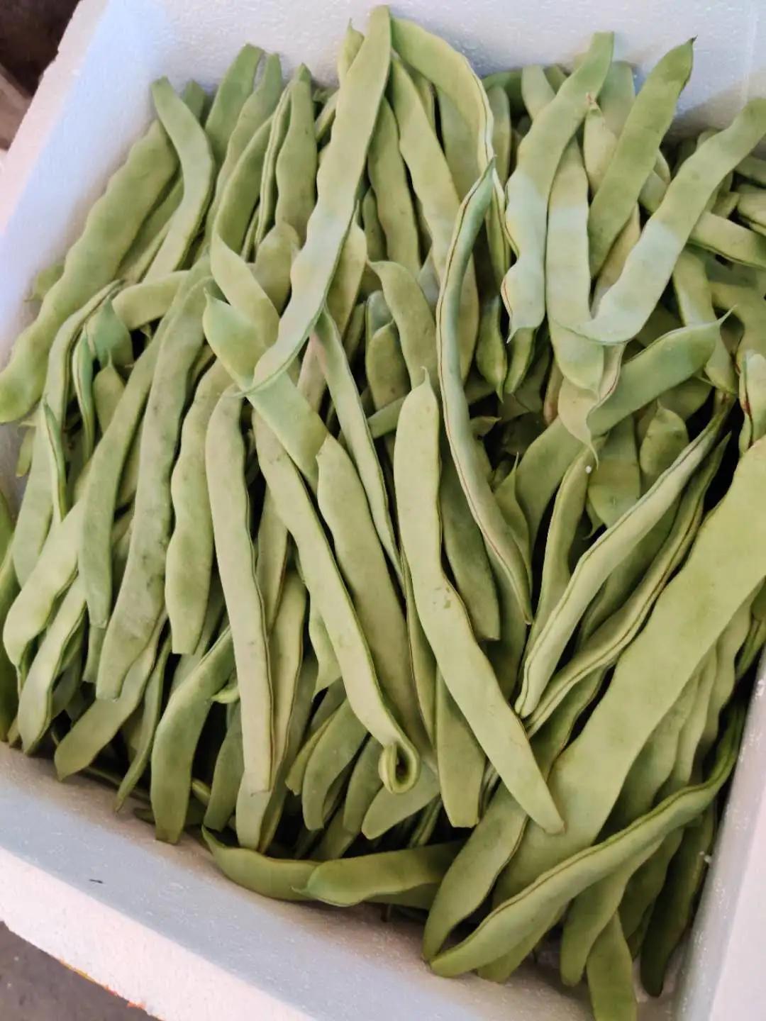 2017年冬瓜行情揭秘,小巷深处的冬瓜市场探讨