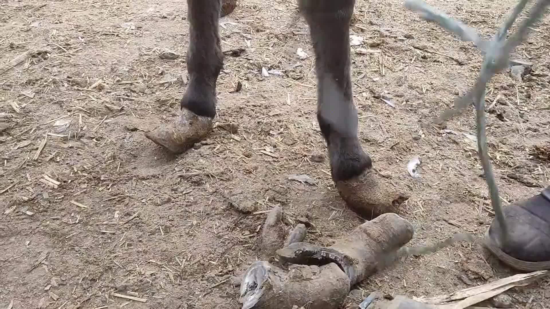 最新驴蹄资讯全方位指南,教你如何完成任务、学习技能